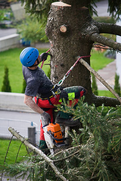 Best Tree Trimming and Pruning  in Nth Bend, OR